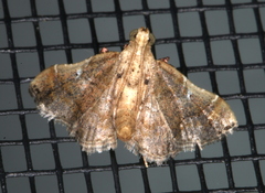 Scenedra decoratalis