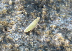 Draeculacephala floridana