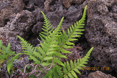 Pityrogramma austroamericana