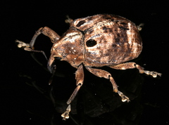 Perissops ocellatus