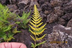 Pityrogramma austroamericana