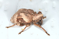 Oemethylus triangularis