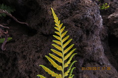 Pityrogramma austroamericana