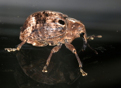 Perissops ocellatus
