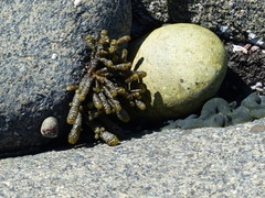 Splachnidium rugosum