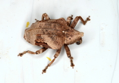 Oemethylus triangularis