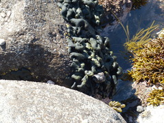 Codium convolutum