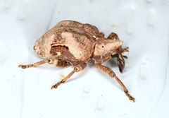 Oemethylus triangularis