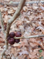 Disholcaspis globosa