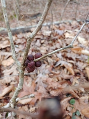 Disholcaspis globosa