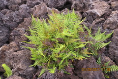 Pityrogramma austroamericana