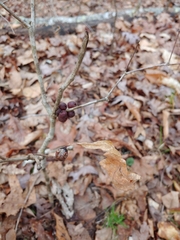 Disholcaspis globosa