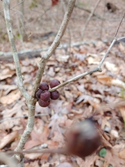 Disholcaspis globosa