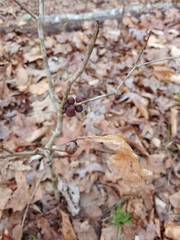 Disholcaspis globosa