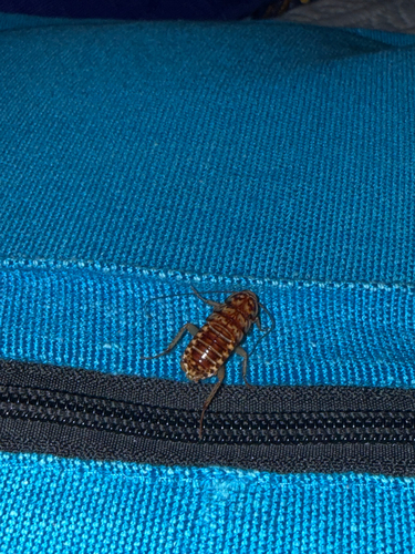 Harlequin Cockroach (Neostylopyga rhombifolia)