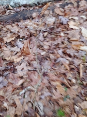 Disholcaspis globosa