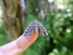 Chalastra aristarcha