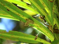 Chalastra aristarcha