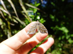 Chalastra aristarcha