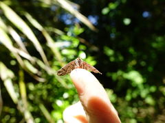 Chalastra aristarcha