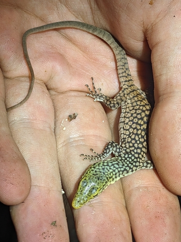 Rainbow rock monitor, Varanus iridis