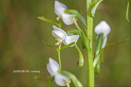 Habenaria schindleri