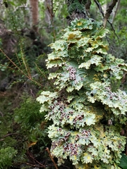 Pseudocyphellaria glabra