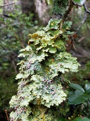 Pseudocyphellaria glabra