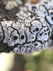 Pseudothelomma occidentale