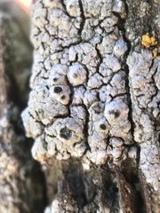 Pseudothelomma occidentale