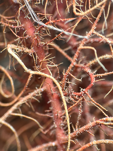 Usnea, 2026-02-12