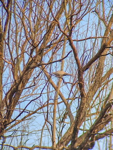 Eurasian Collared-Dove