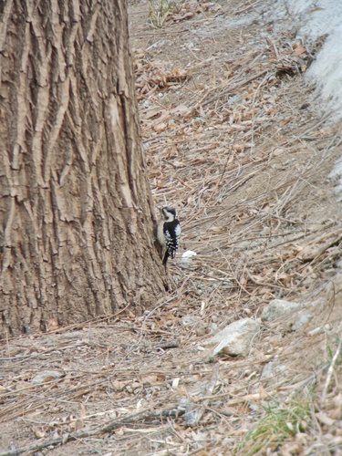 Gray-capped Pygmy Woodpecker