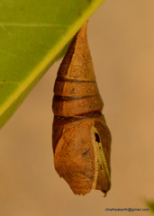 Lepidoptera
