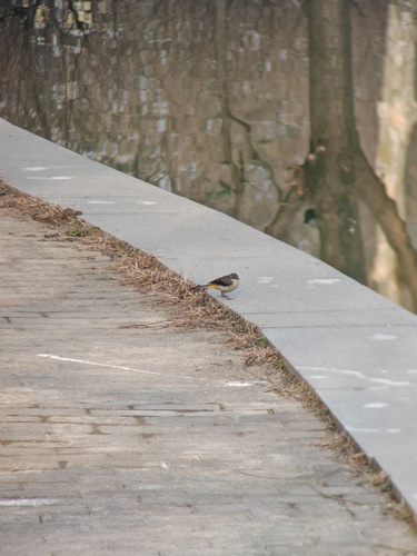 Grey Wagtail