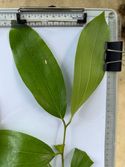 Cinnamomum iners, photograph (c) Adam Kamal, some rights reserved (CC BY)