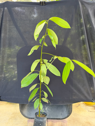 Wild Cinnamon (Cinnamomum iners)
