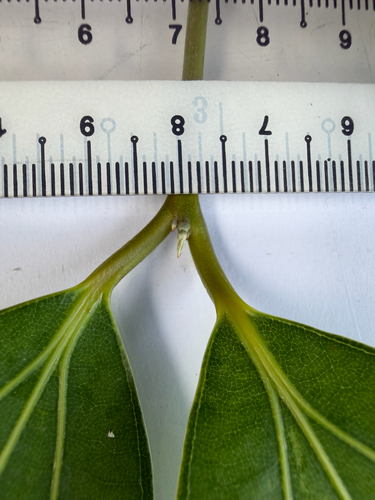 Cinnamomum iners, photograph 2