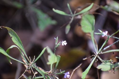 purple scalystem (Elytraria imbricata)