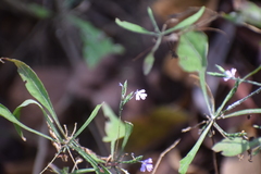Anisillo