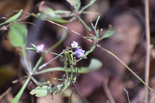 Anisillo (Elytraria imbricata)