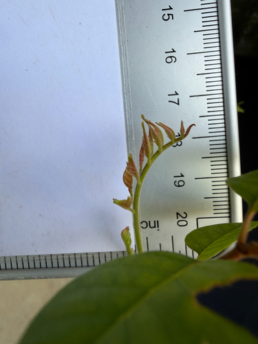 Chukrasia tabularis, photograph 3