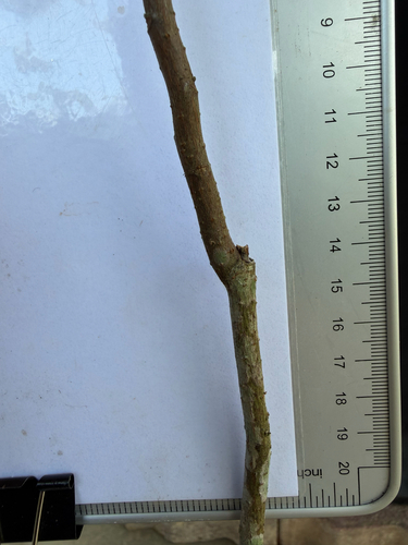 Chukrasia tabularis, photograph 5