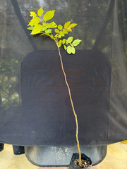 Chukrasia tabularis