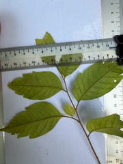 Chukrasia tabularis, photograph (c) Adam Kamal, some rights reserved (CC BY)