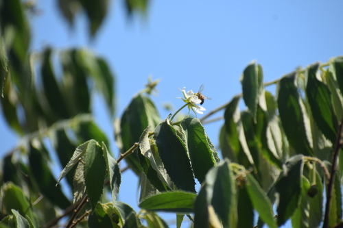 calabur tree (Muntingia calabura)