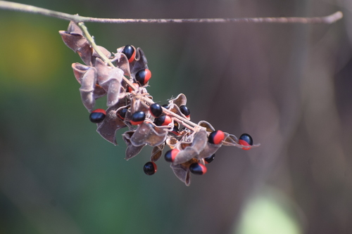 Ojo de pajarito (Rhynchosia precatoria)