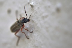 Epicauta virgulata