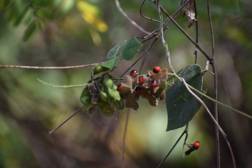Ojo de pajarito (Rhynchosia precatoria)