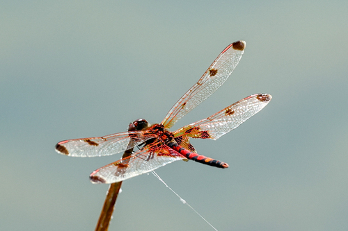 Calico Pennant